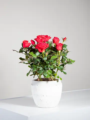 Pianta di rosellina rossa